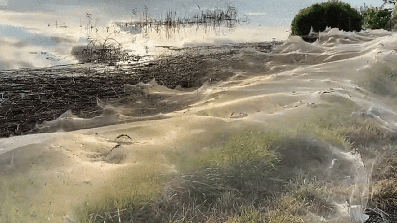 Imagem mostra um enorme volume de teias de aranha cobrindo árvores e arbustos, na Austrália