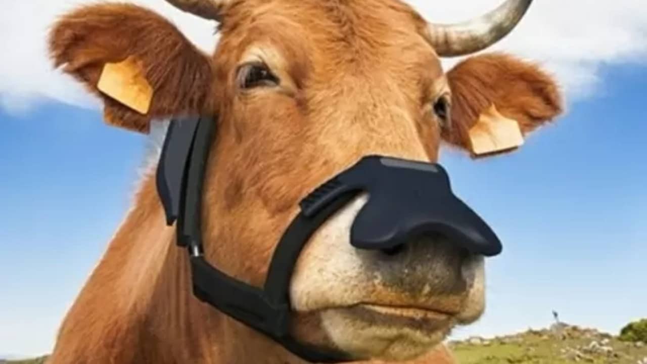 Imagem mostra uma vaca vestindo a máscara bovina desenvolvida pela Zelp