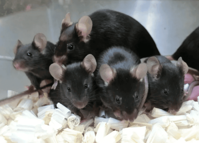 Imagem mostra filhotes de ratos nascidos de
