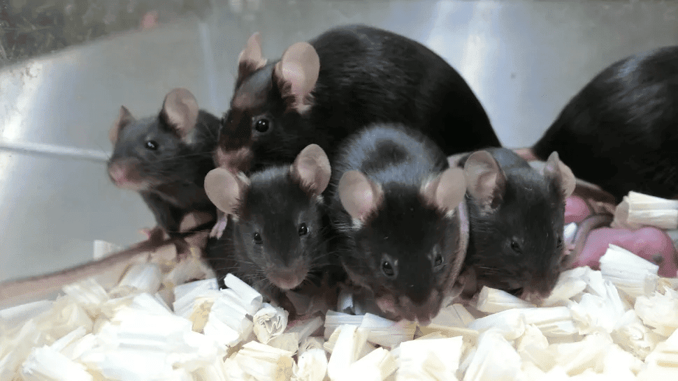 Imagem mostra filhotes de ratos nascidos de 