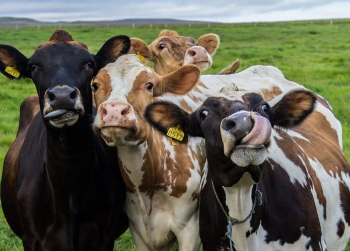 Vacas. Imagem: shutterstock/Birkir-Asgeirsson