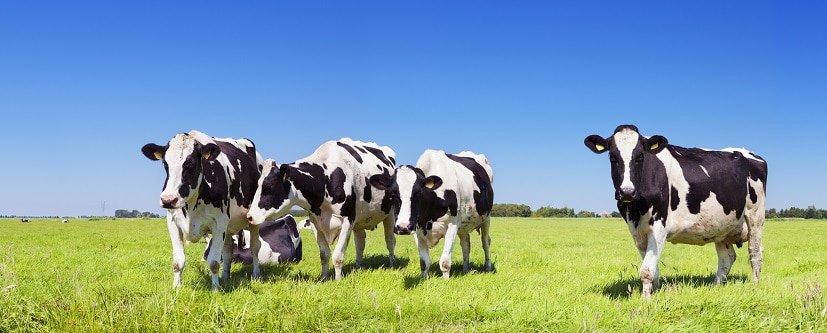 Domesticação de vacas diminuiu seus crânios, diz estudo. Imagem: Shutterstock/Sara Winter