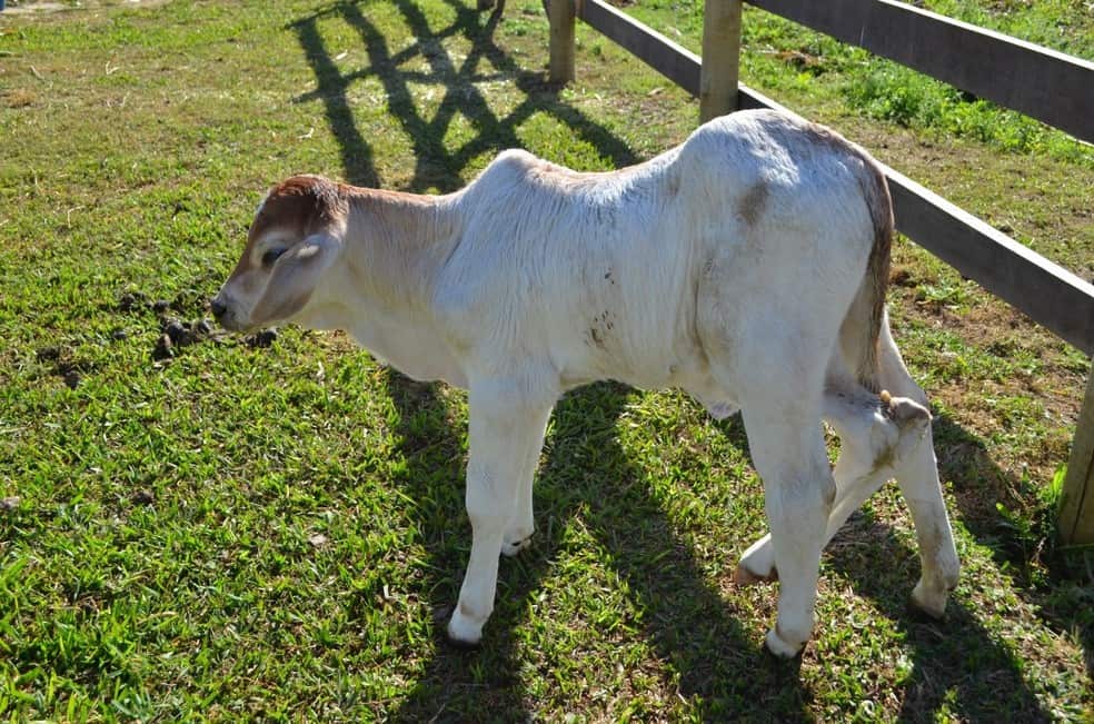 Bezerra com seis patas e dois quadris