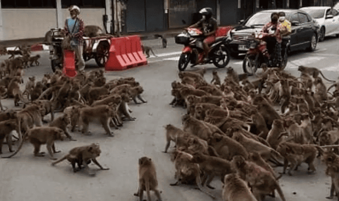macacos tailândia