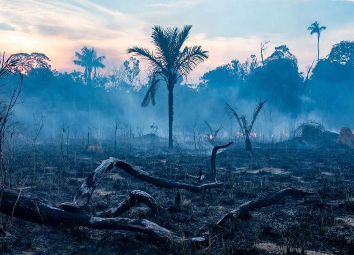 Resquícios de fogo na Floresta Amazônica