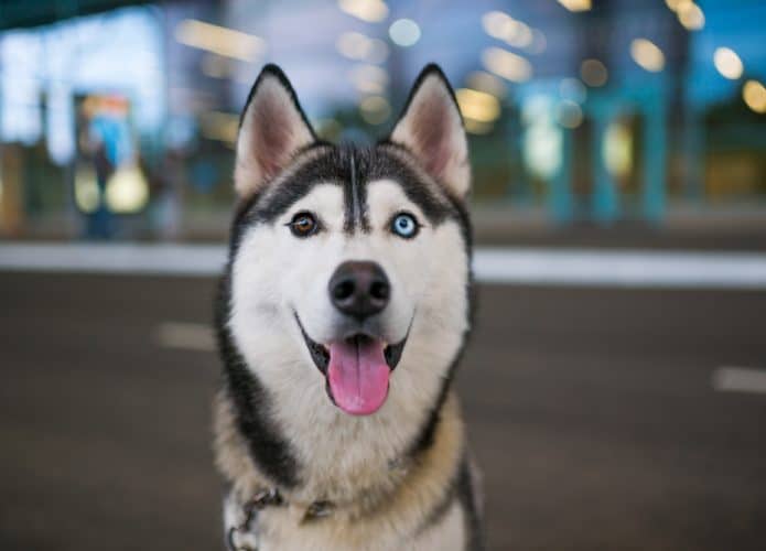 Husky-Siberiano-695x500