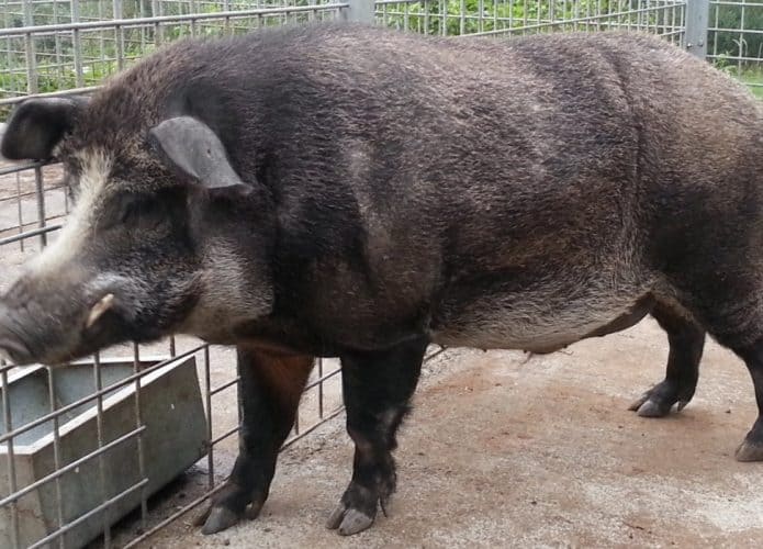 Híbrido de javali com porco