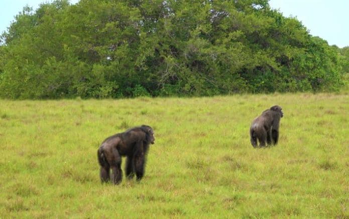 Macacos no Parque Nacional Loango, no Gabão