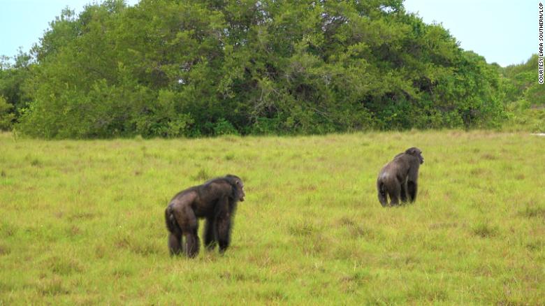 Macacos no Parque Nacional Loango, no Gabão