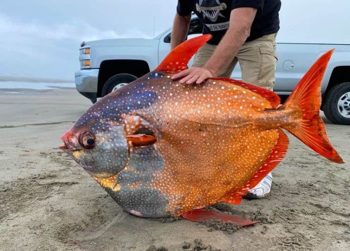 Peixe opah encontrado no Oregon