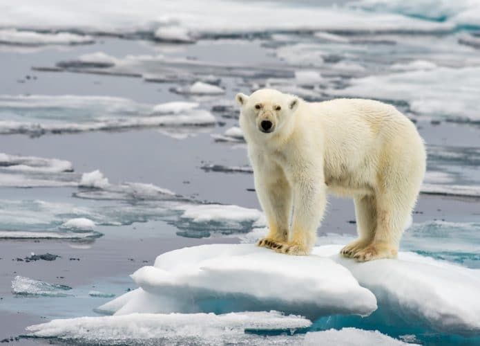 Urso polar no meio de um bloco de gelo