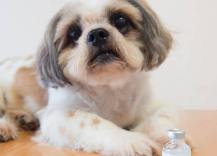 cachorro com diabetes
