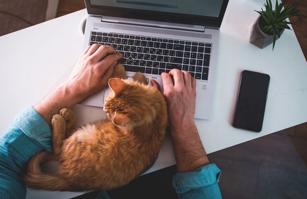 Gatos mais carinhosos: estudo relaciona saúde mental na pandemia com aproximação a pets. Imagem: Sharonka/iStock