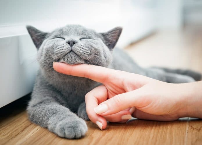 gatos pandemia. Imagem: Shutterstock