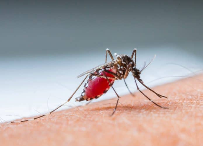Mosquito da dengue com a barriga cheia de sangue, pousado no corpo humano e se alimentando