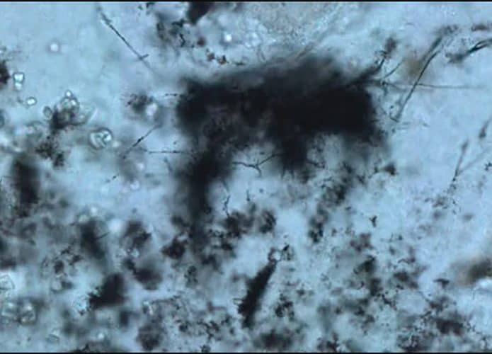microfosseis-695x500