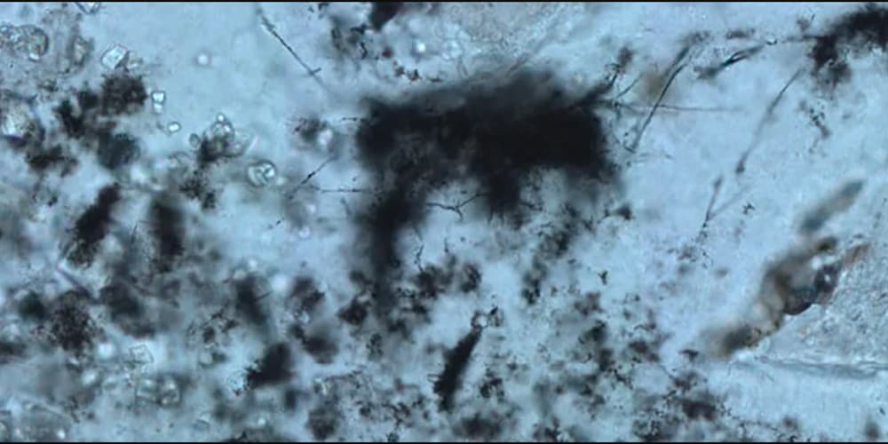 microfosseis