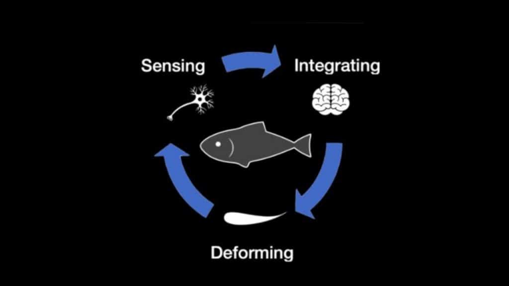 Diagrama mostra como um robô consegue reproduzir os movimentos dos peixes