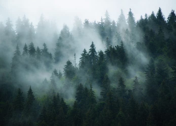 Pasagem com floresta enevoada ao fundo