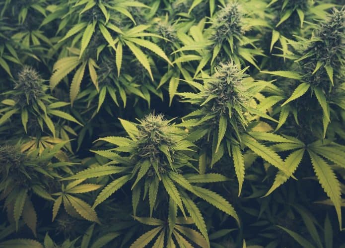 Maconha Cannabis