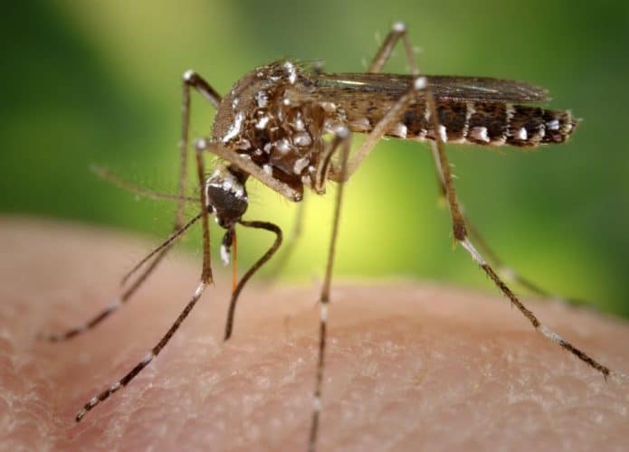 Mosquito Aedes aegypti