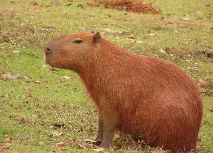 Capivara em um descampado