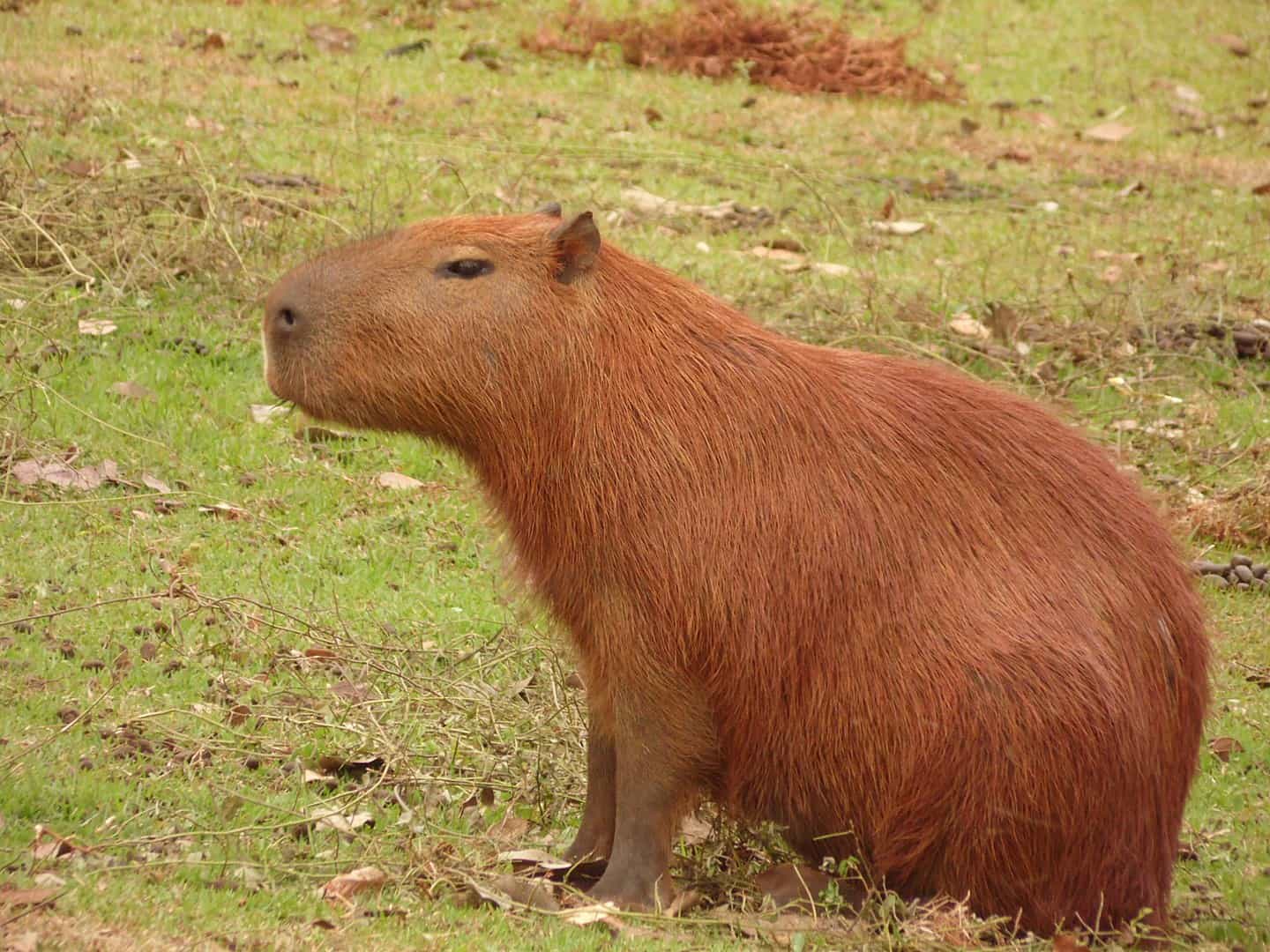 Capivara em um descampado