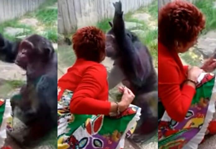 Chita-chimpanze-695x480