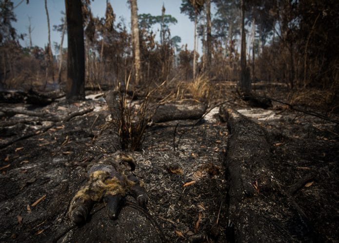 Um tamanduá morto em decorrência de queimadas na Amazônia