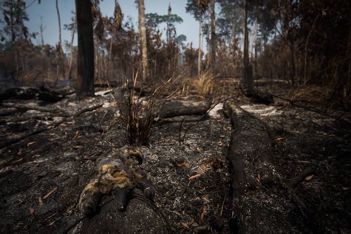 Um tamanduá morto em decorrência de queimadas na Amazônia