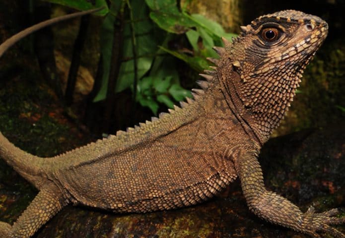 Lagarto-Feiruz2-695x480