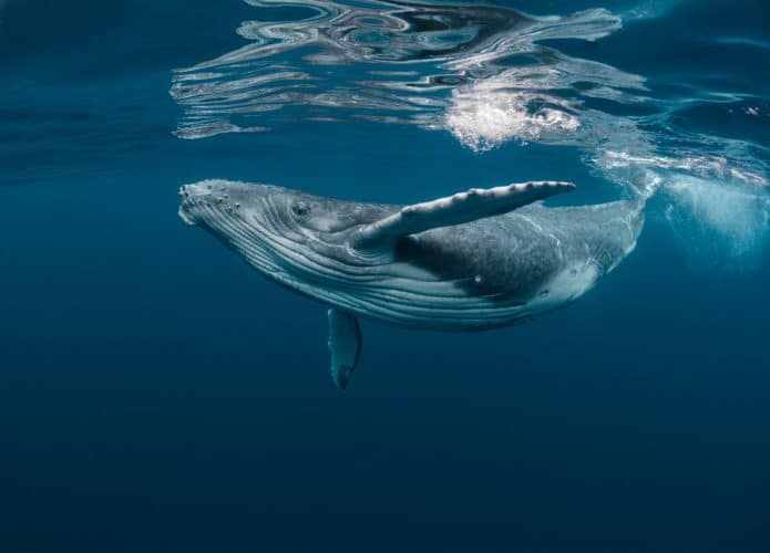 Imagem mostra uma baleia jubarte bebê, nadando próxima ao nível do mar