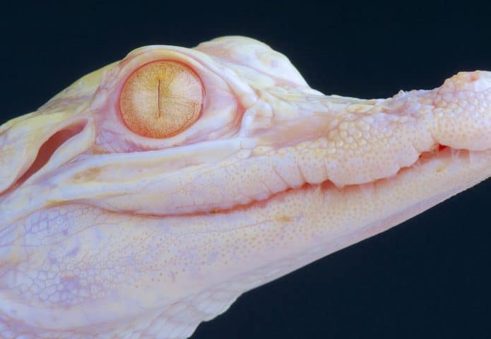 face-crocodilo-albino-695x480