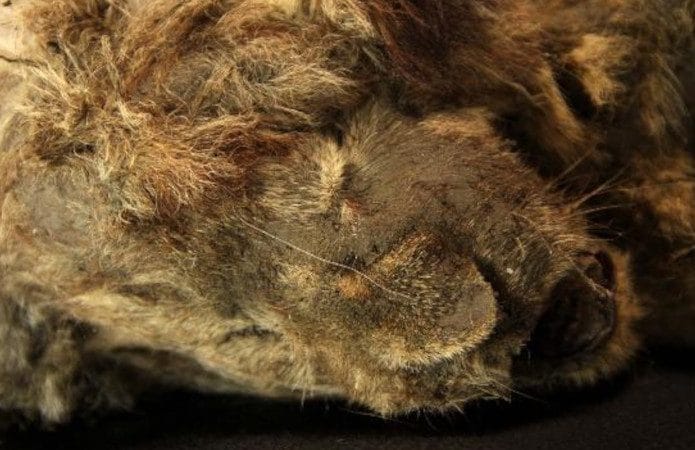 Sparta, filhote de leão das cavernas encontrado na Sibéria