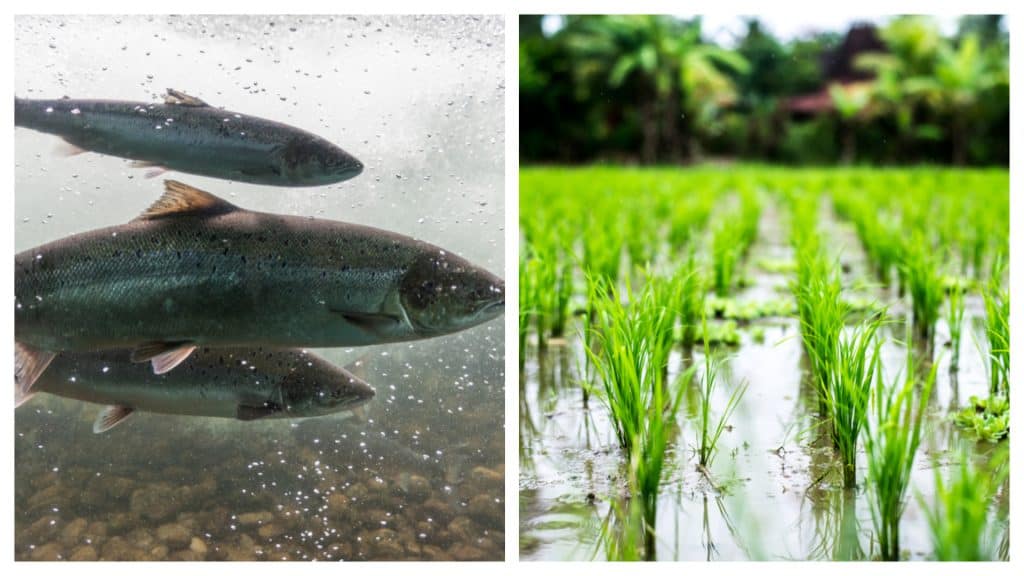 Montagem mostra um cardume de salmões e uma plantação de arroz, lado a lado. Produtos estão ameaçados pelo aquecimento global e a "guerra sobre água" que ele gerou nos EUA