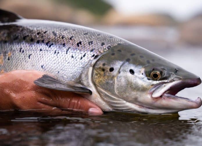 Imagem mostra um salmão sendo devolvido à água por pescador