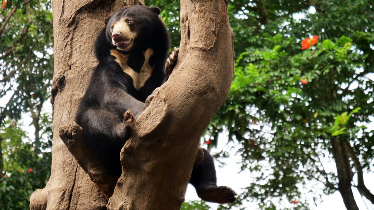 Urso-de-óculos sentado no tronco de uma árvore