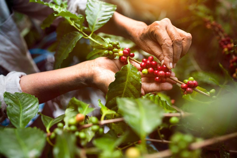 plantação de café