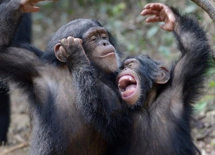Dois chimpanzés brincando