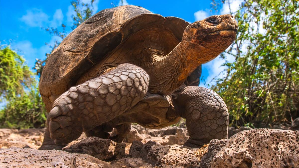 Foto mostra uma tartaruga natural das Ilhas Galápagos