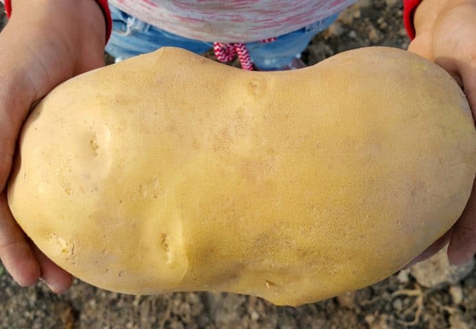 Batata geneticamente modificada