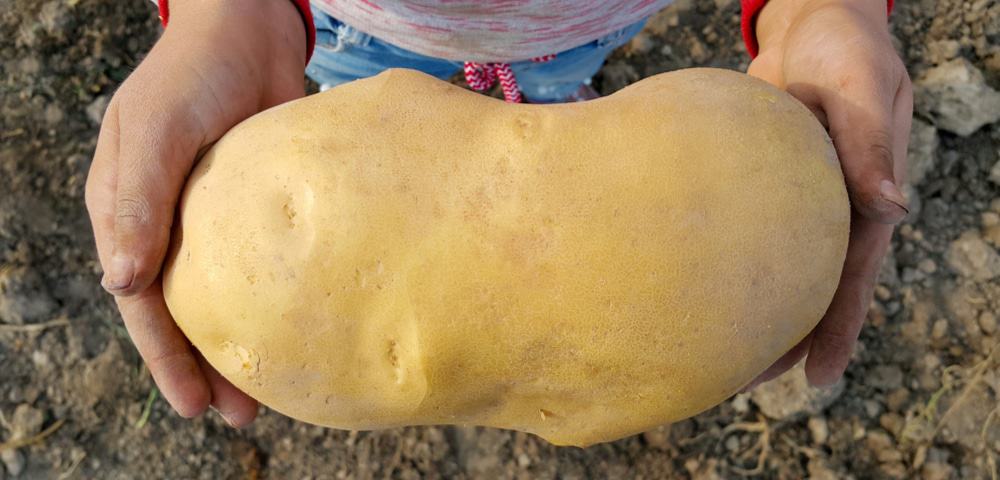 Batata geneticamente modificada