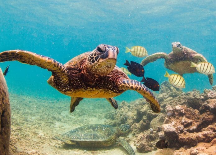 Imagem mostra tartarugas marinhas nadando em meio a peixes no fundo do oceano. Especialistas afirmam que o aquecimento global está criando zonas mortas, que podem comprometer a vida marítica