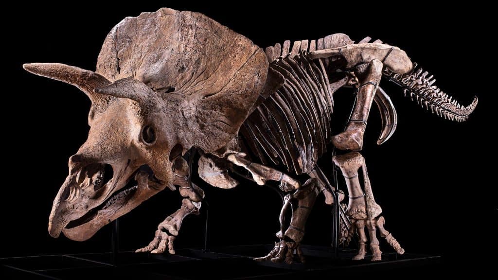 Imagem mostra o esqueleto de "Big John", o maior fóssil de triceratops que já encontramos. Animal vai à venda a partir de outubro