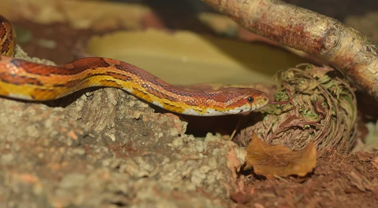 Cobra-do-Milho