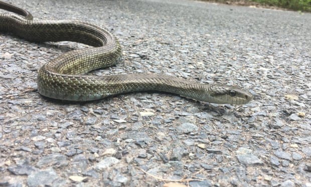 Cobra-rato