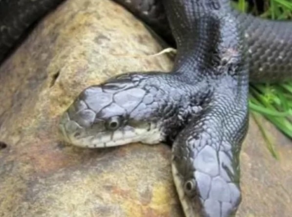 Cobra de duas cabeças