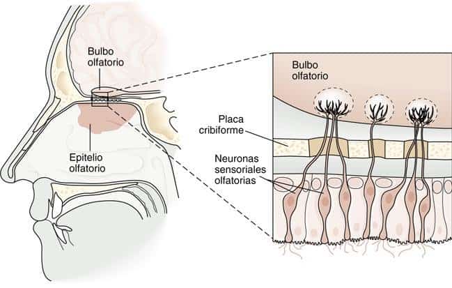 Ilustração mostra a estrutura de um nariz humano