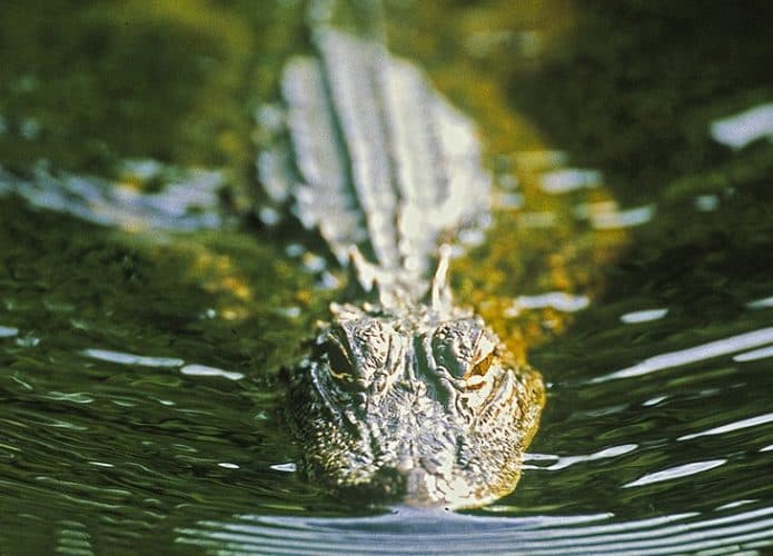 Crocodilo nadando em rio no Mississippi