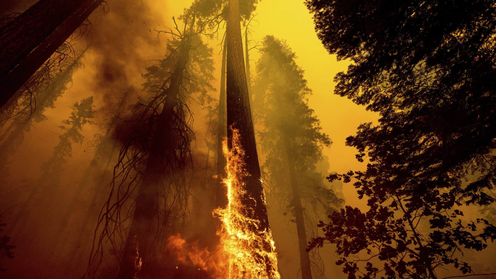 Incendio-sequoias-1920x1080